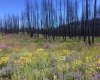 Kettle River Recreation Area Provincial Park wildflowers